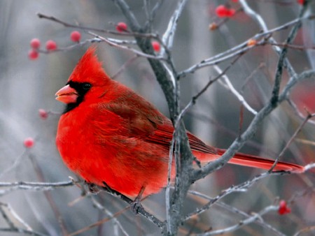 Red Bird - beautiful, red, bird, picture