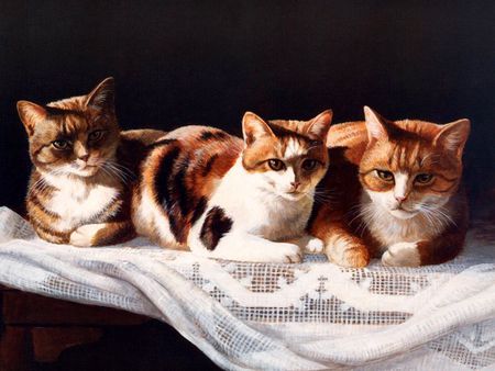 Cat trio - animal, kitten, pet, cat, sweet