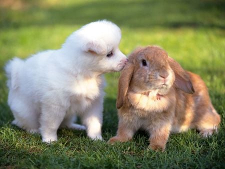 Sweet petting - rabbit, dog, grass, puppy, tender, sweet