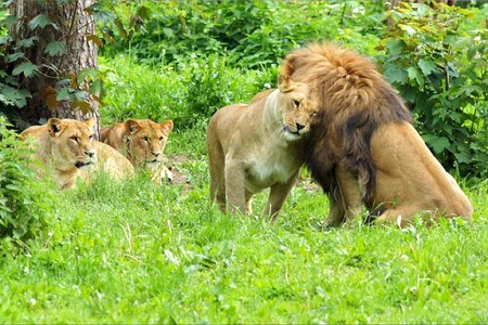 Big Cats in Love - big cats, picture, love, cool