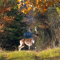 Deer in Wild