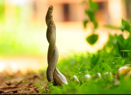 Snakes Love - love, snakes, picture, cool