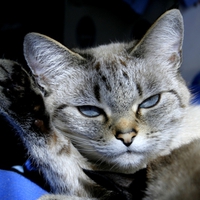 STEAMY EYES KITTY