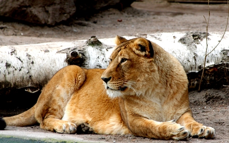 PROUD QUEEN - relaxed, animal, evolution face, captivity, proud, pride, lioness, queen, beautiful, wilderness, zoo, carnivore, cat, biology, head, big, nature, dangerous, wildlife