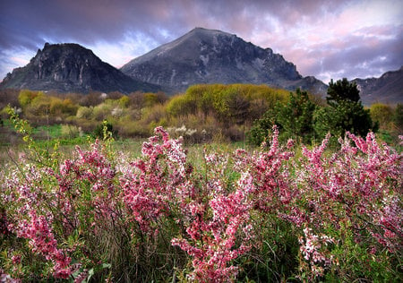 Flowers Field - blue, beautiful, mauntains, pink, flowers, art photo, field, sky, wild