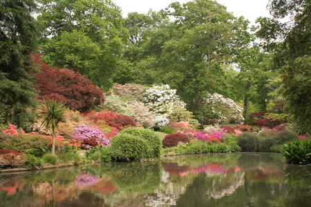 Summer Reflection - summer, art photo, water, beautiful, flowers, fullcolours, reflection, trees, park