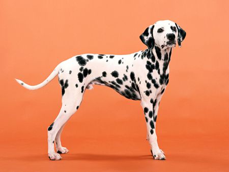 Dalmatian - dalmatian, puppy, orange, dog