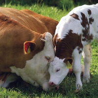 Mama cow with her baby