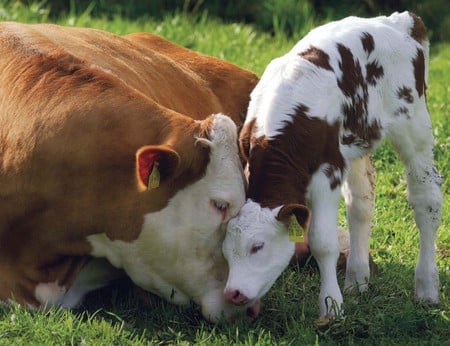 Mama cow with her baby - cow, son, mama, grass, baby