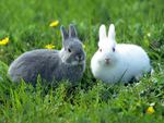 White and grey rabbit