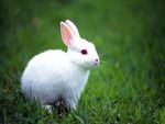 Sweet white rabbit