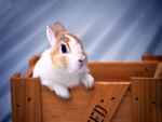 Rabbit in box