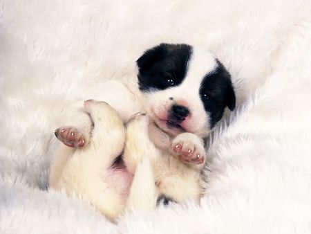 Sweet sleeper - sleep, dog, puppy, tender, baby