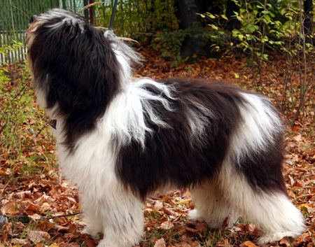 Polish lowland sheepdog - puppy, sheepdog, dog, grass