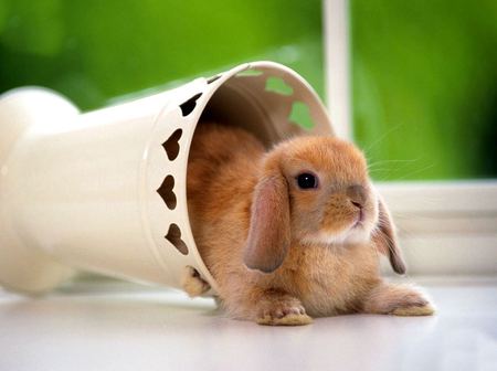 Cute rabbit in bucket - sweet, rabbit, rodent, bucket