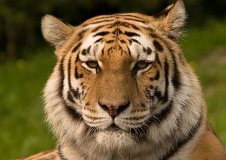 Tiger head - wildlife, head, tiger, zoo