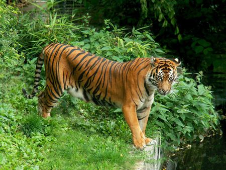 Tiger in zoo - wildlife, animal, tiger, zoo