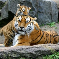 Tiger baby with tiger mother