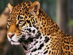 Wild jaguar