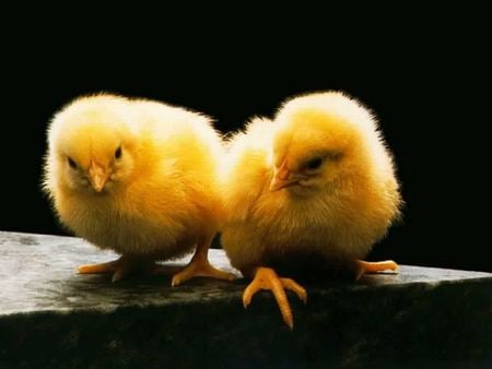 Yellow chicks - yellow, animal, chick, black