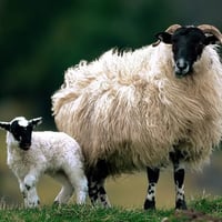 Lamb and sheep