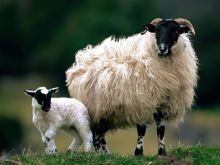 Lamb and sheep - nature, sheep, lamb, grass