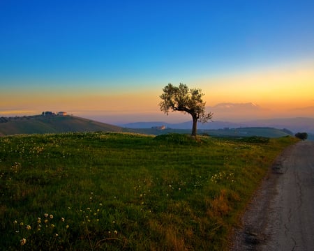 tree and the sunset - clouds, sunset, tree, fields