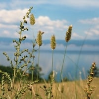 Fields near a ocean