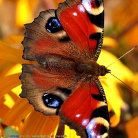 FOR YOU MONARCH  FROM KATE