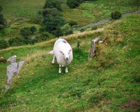 Sheep - field, animal, sheep, grass