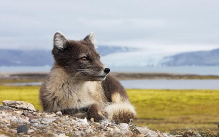 Polar fox - artic, polar, wildlife, fox