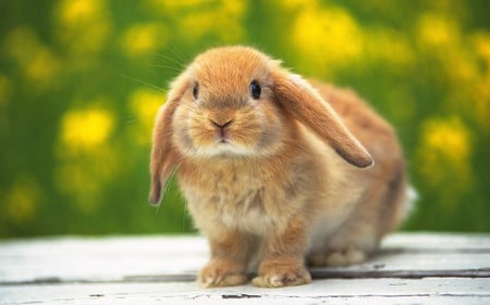 Cute rabbit - rabbit, forest, bunny, cute