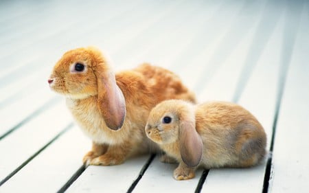 We are rabbits!! - rabbit, bunnies, cute, rabbits, couple, bunny