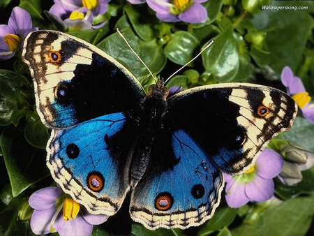 Blue butterfly - butterfly, insect, animal, flower