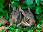 Grey rabbits