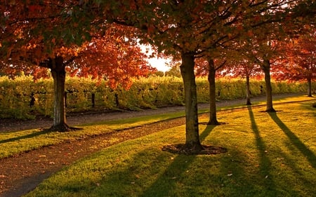 AUTUMN SCENIC - vineyard, trees, vines, reds, scenic, yellows, flora, greens, fall, colorful, nature, autumn, foliage