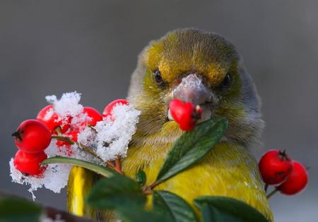 Green Finch - bird, birds, branch, animal, berrys