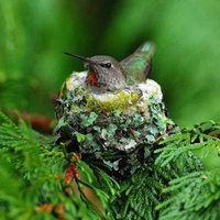 Humming Bird