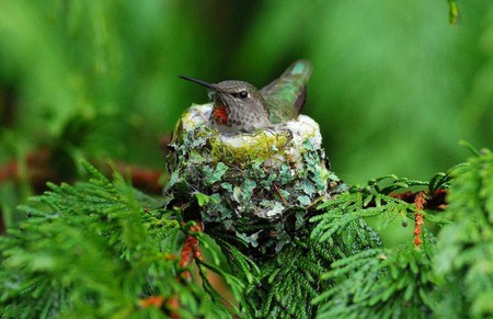 Humming Bird - nest, bird, little, breed, birds