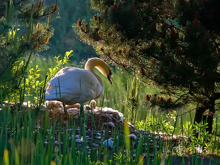 Swans In The Spring - bird, nest, swan, lake, grass, forest