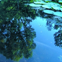 The Lake with the Lillies