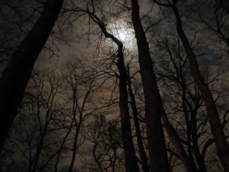 Black Forest - moon, trees, photography, light, park, sofia, night, black, bulgaria, nature, dark, forest