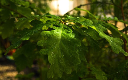 Oak Leaves - nature, oak, trees, forests, green, leaves