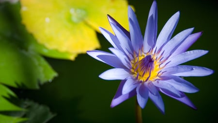 Blue Lotcus - flower, shadow, nature, lotcus