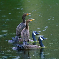 Birds on Ducks