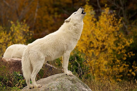 The call - white, wolf, autumn, trees, rock, howling