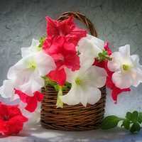 still life
