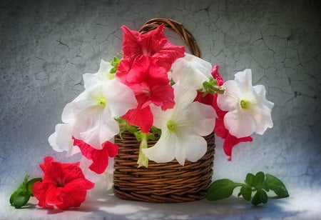 still life - elegant, beautiful, photography, photo, cool, flower, still life, gentle, bouquet, flowers, basket, nice, harmonious