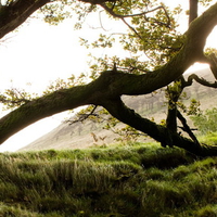 Tree In the Field