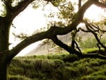 Tree In the Field